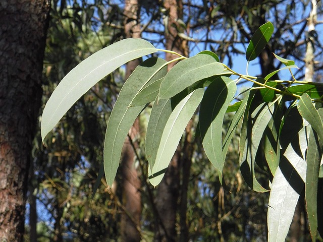 Eucalyptus tree leaves - Soap.Club