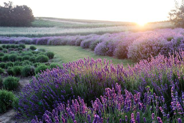 What To Use Lavender For: 12 Things to Do With Lavender